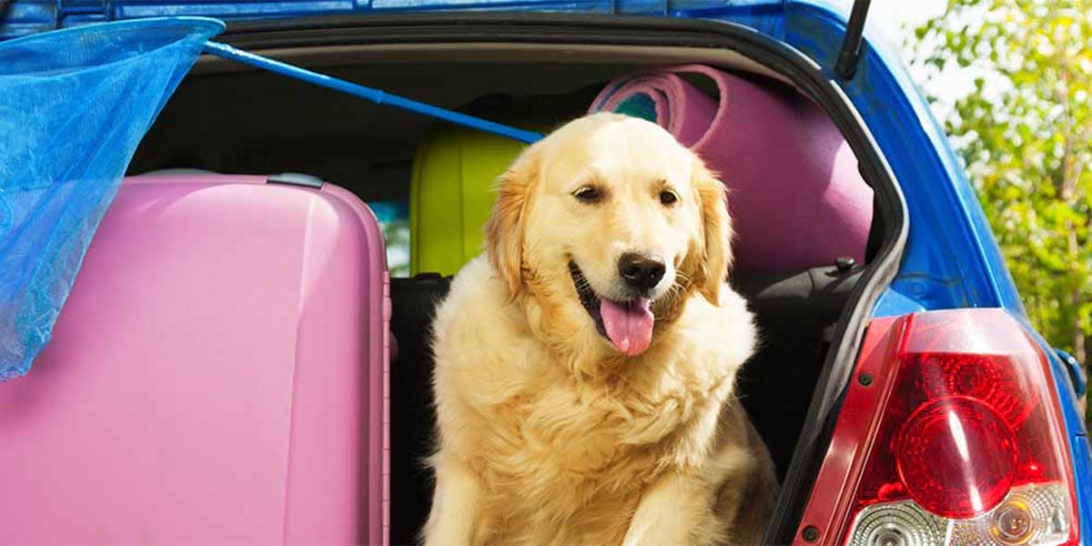 Multiple trip offer - dog in a car