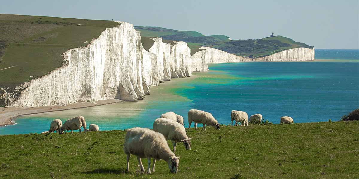 Sheep at Seven Sisters Sussex