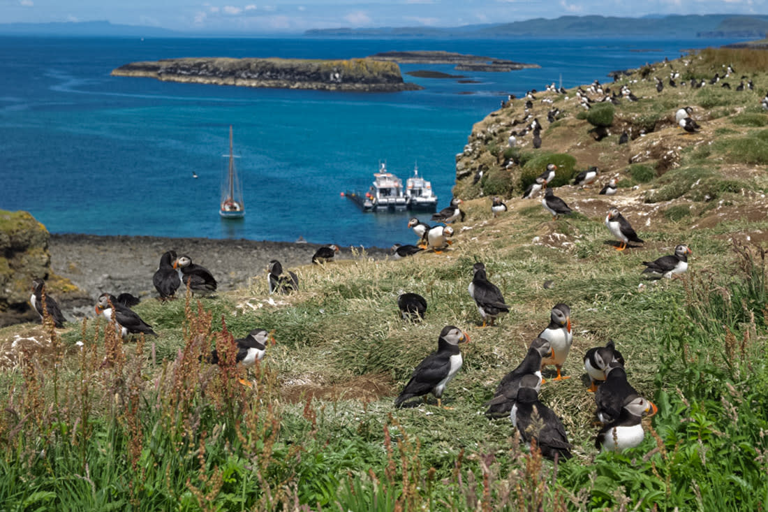 Puffins on Lunga - @thechaoticscot