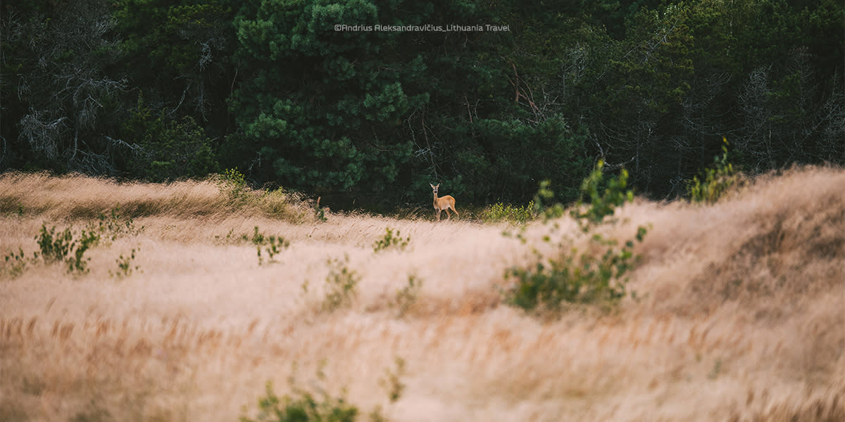 Wildlife in Curonian Spit