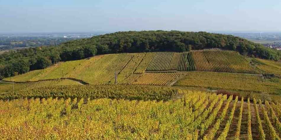 Wine in Belgium - Vineyard 