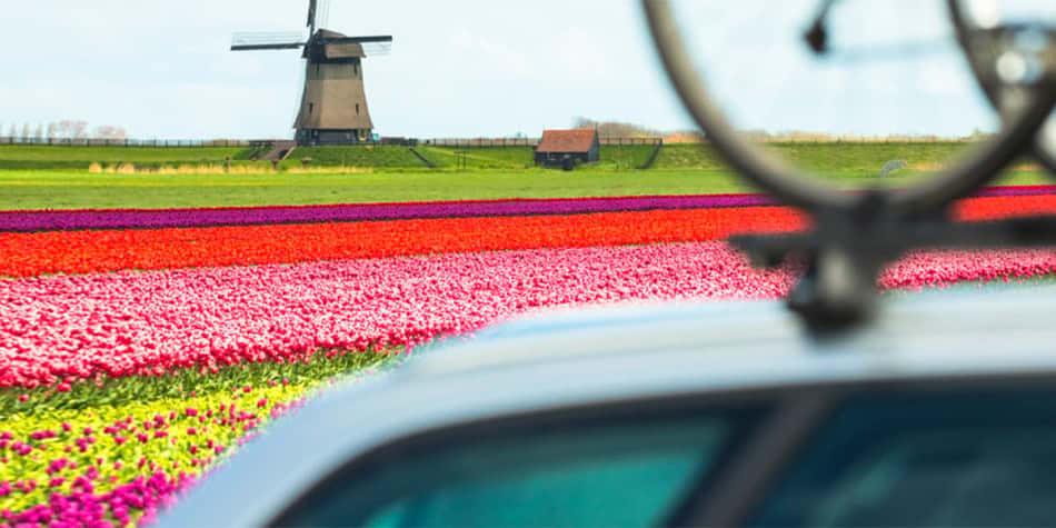 Tulip fields - Holland