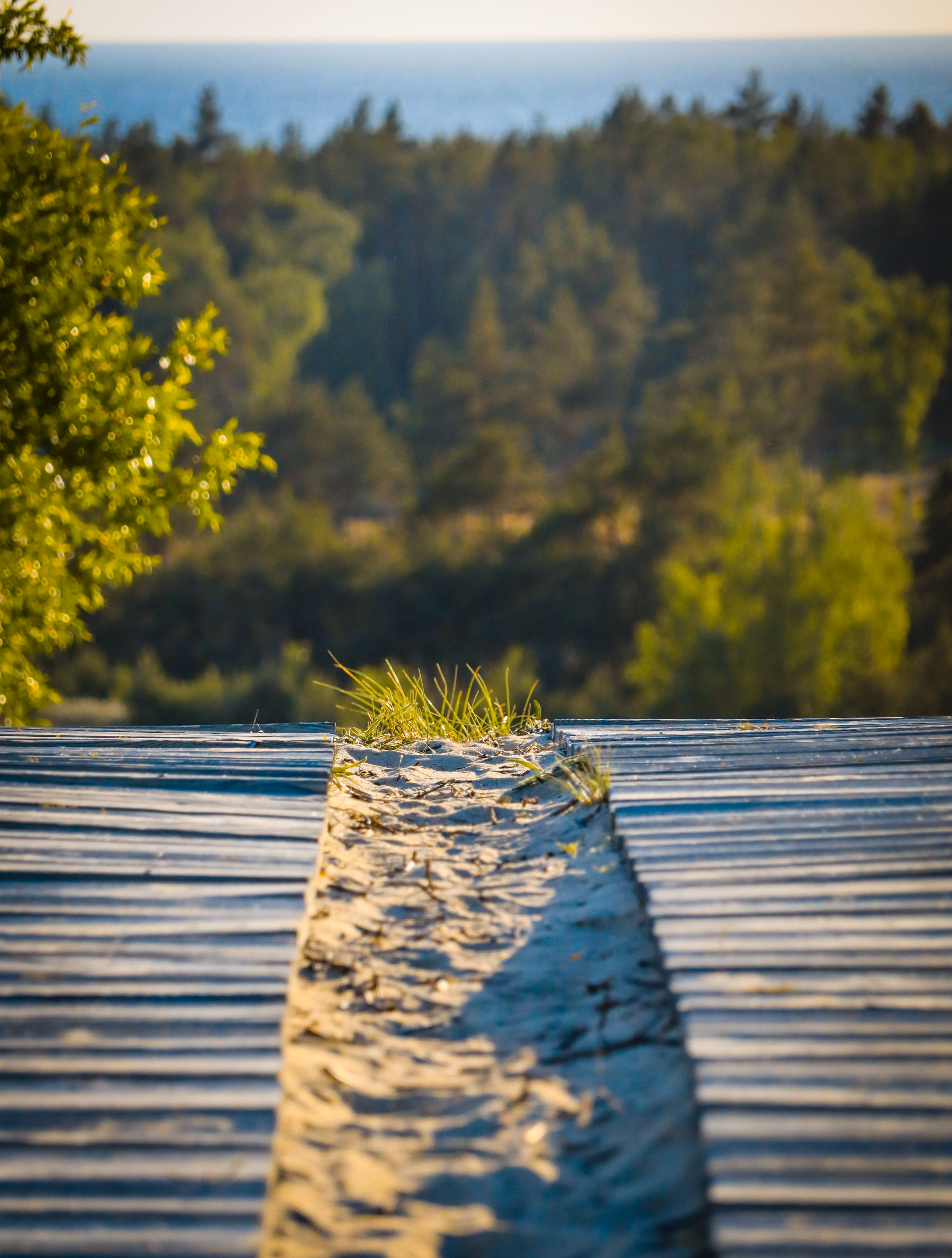 walkway on the curonian spit