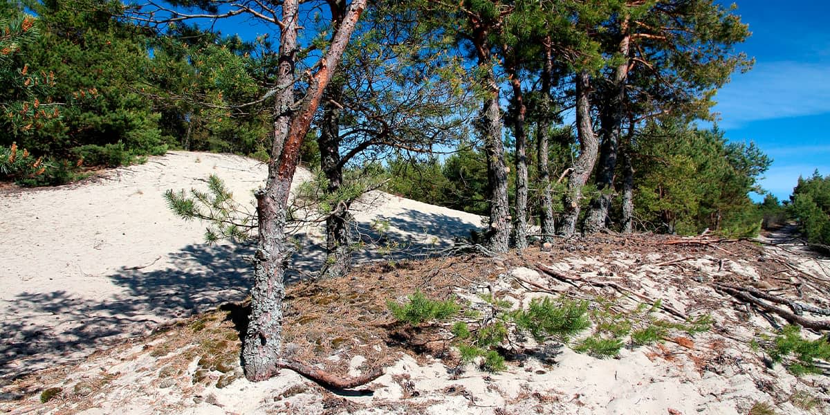 Curonian Spit, Lithuania