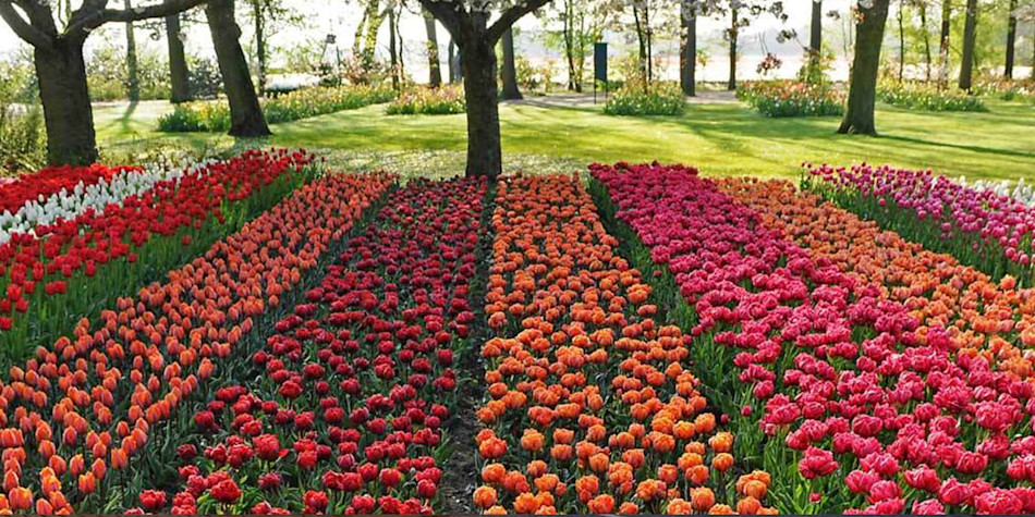 Champs de bulbes en Hollande pleine de tulipes