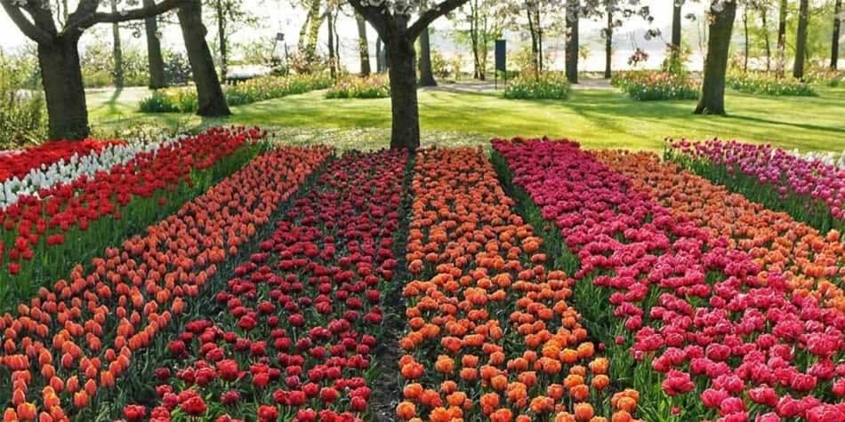 Bunten Tulpenfeldern in den Niederlanden