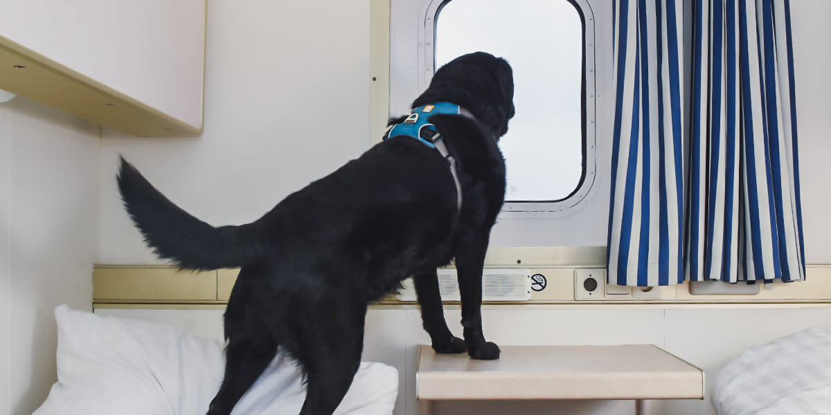 Pet friendly cabin on DFDS ferry
