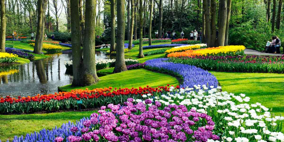 Flowers in bloom in Holland