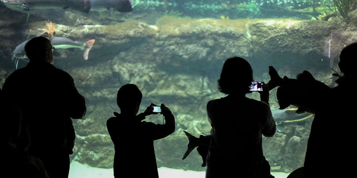 Den Planet Nord-Europas største akvarium | for Danmark DFDS