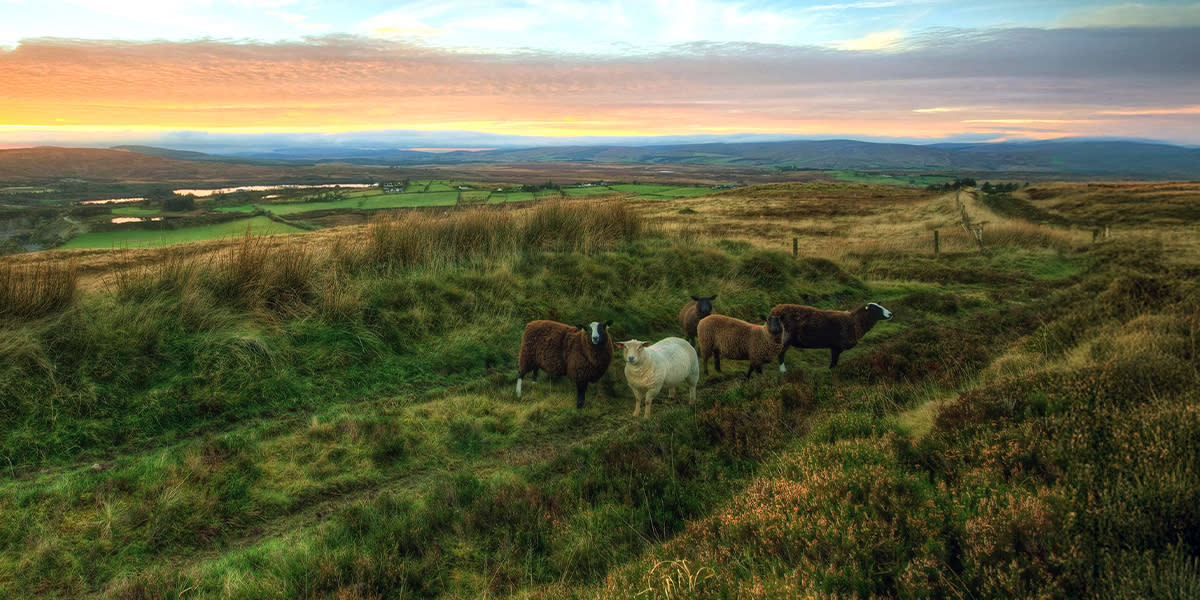GL EBO25 26 Web RODK Ireland Countryside-1200x600
