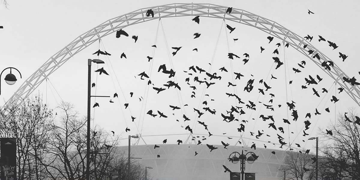 Wembley crows