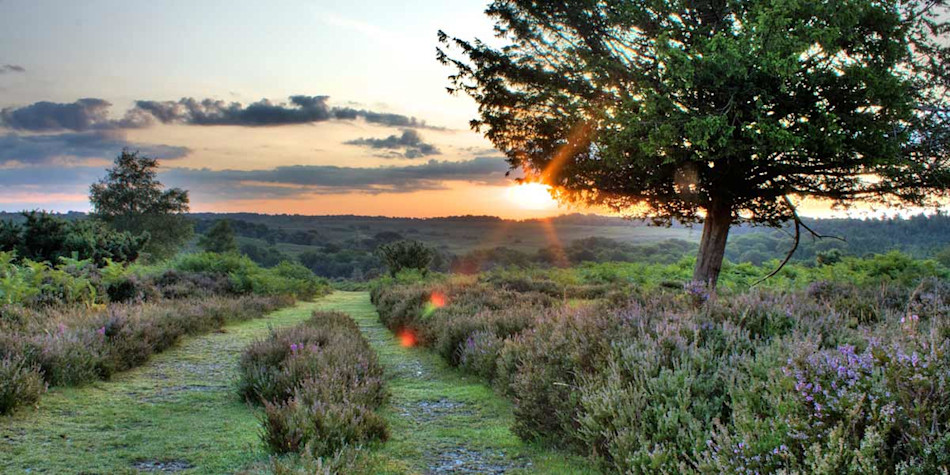 New forest national park где находится