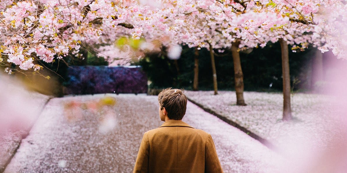 Vår i København, Kirsebær blomstring - Photo Credit Daniel Jensen