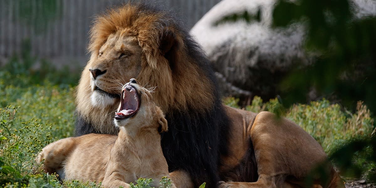 Lions in Zoo- Photo credit: Frank Ronsholt