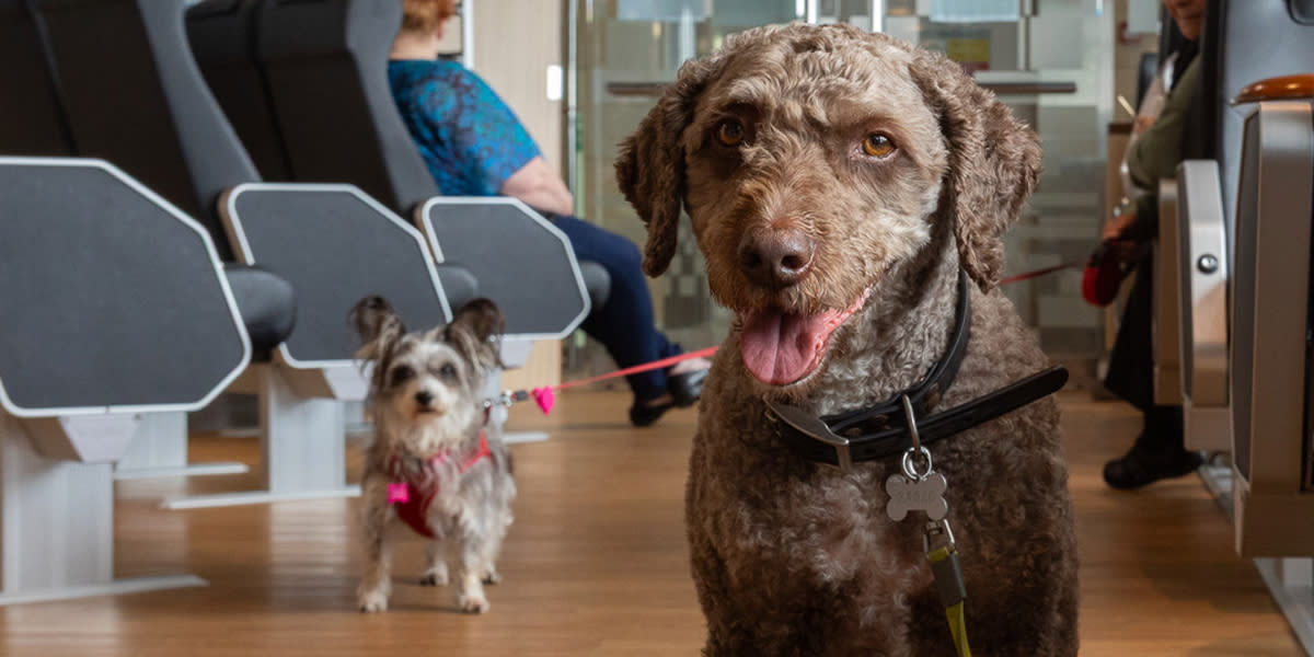 Portsmouth Jersey Pet Lounge Portsmouth Jersey Pet Lounge