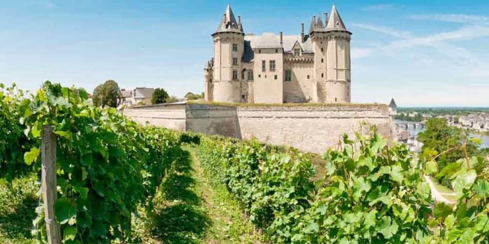 Vineyard in Loire Valley, France