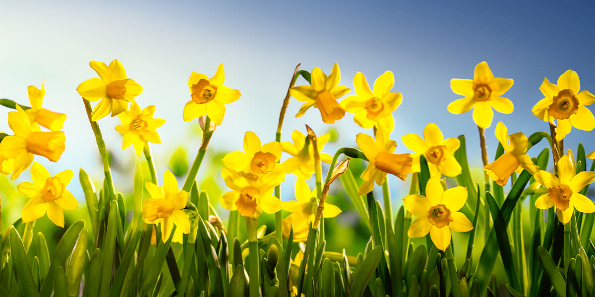 Daffodils in bloom