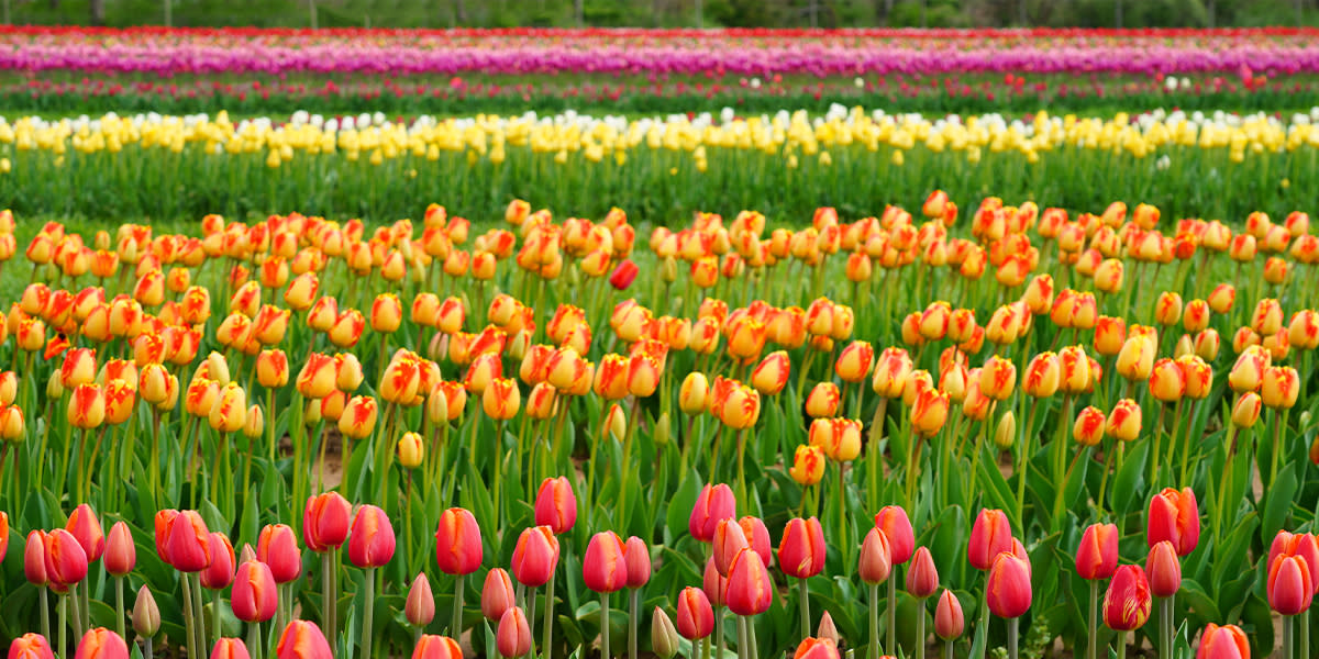 Take a day trip to the tulip fields 1200x600