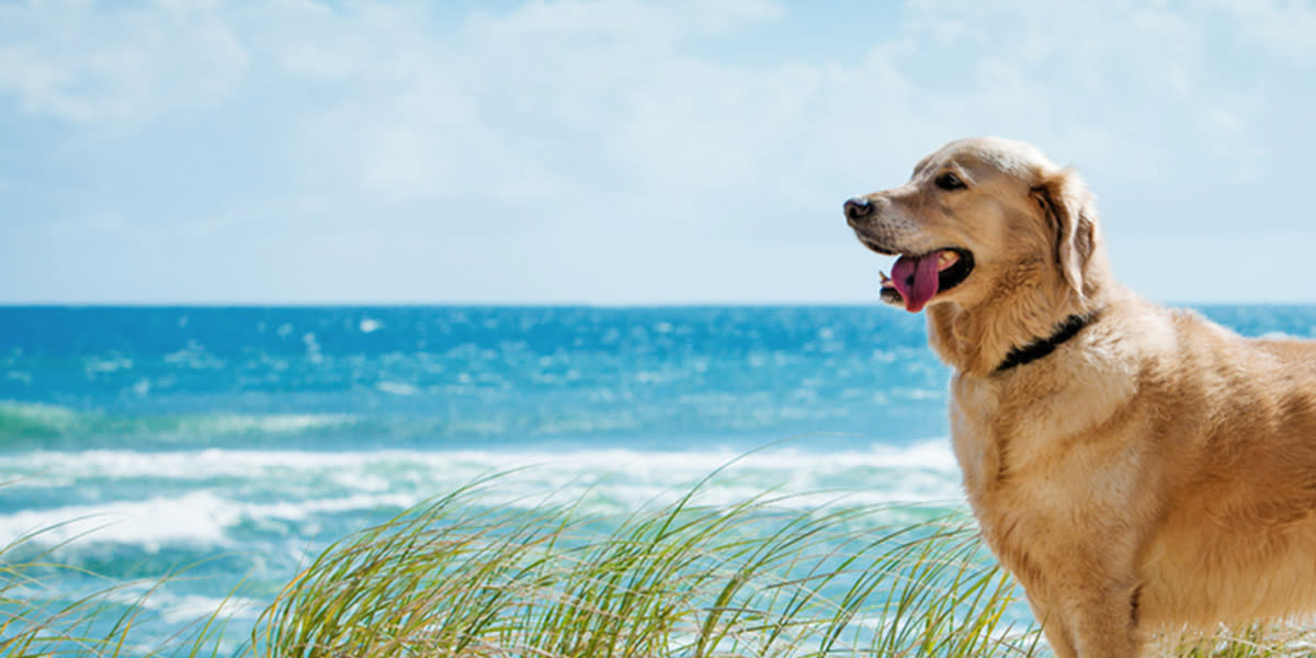 Dog on Beach (press)