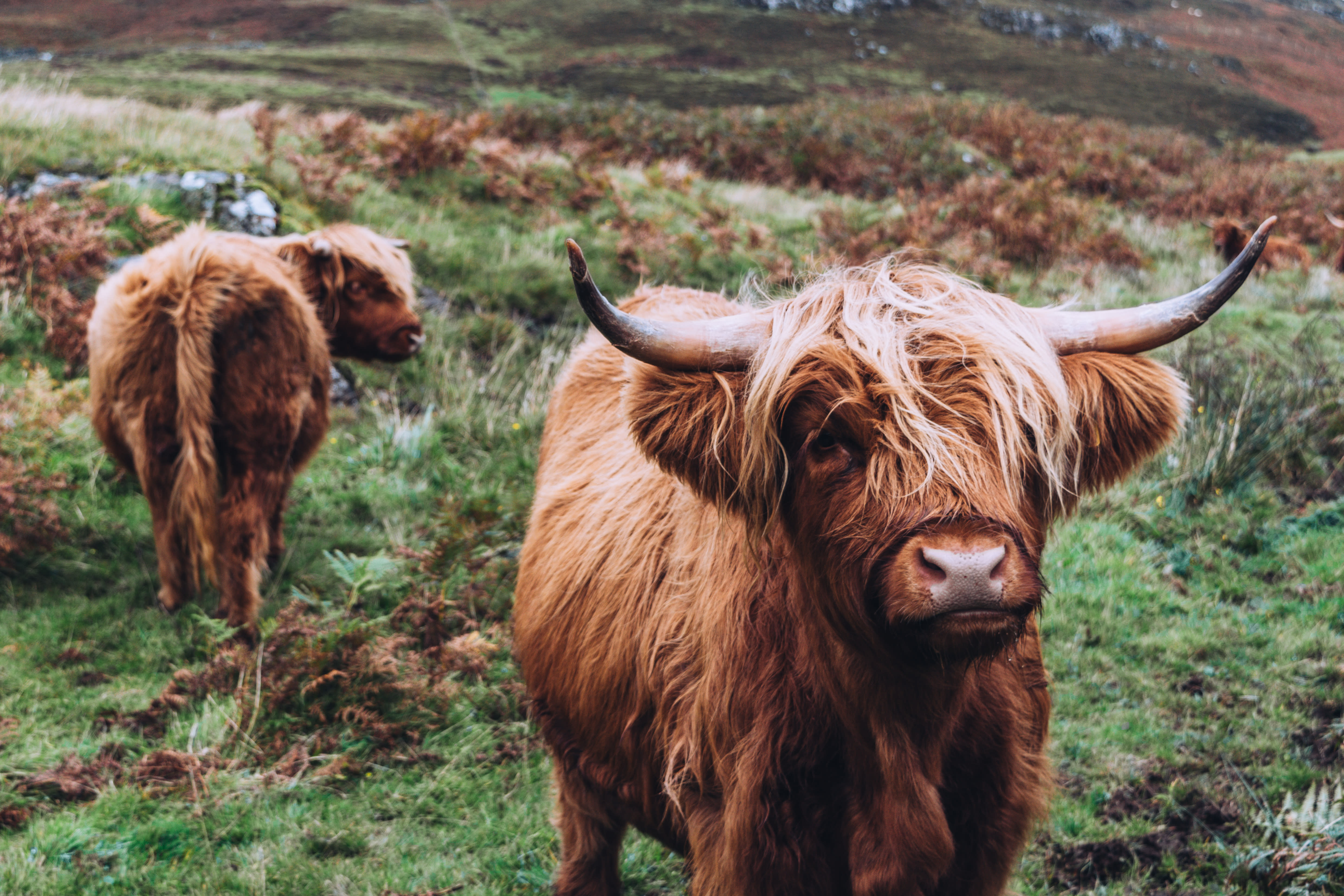 Isle of Mull - Highland Cows - @thechaoticscot