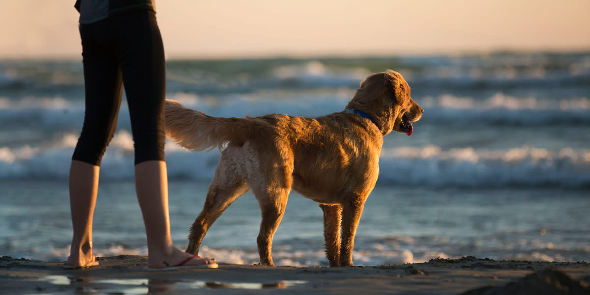 How to tell if beaches are dog-friendly