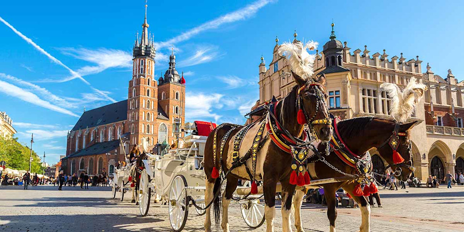 Horses in Krakow city centre 