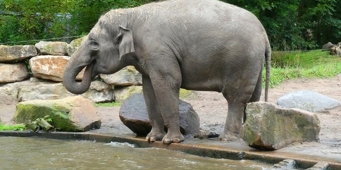 Rotterdam Zoo, Holland