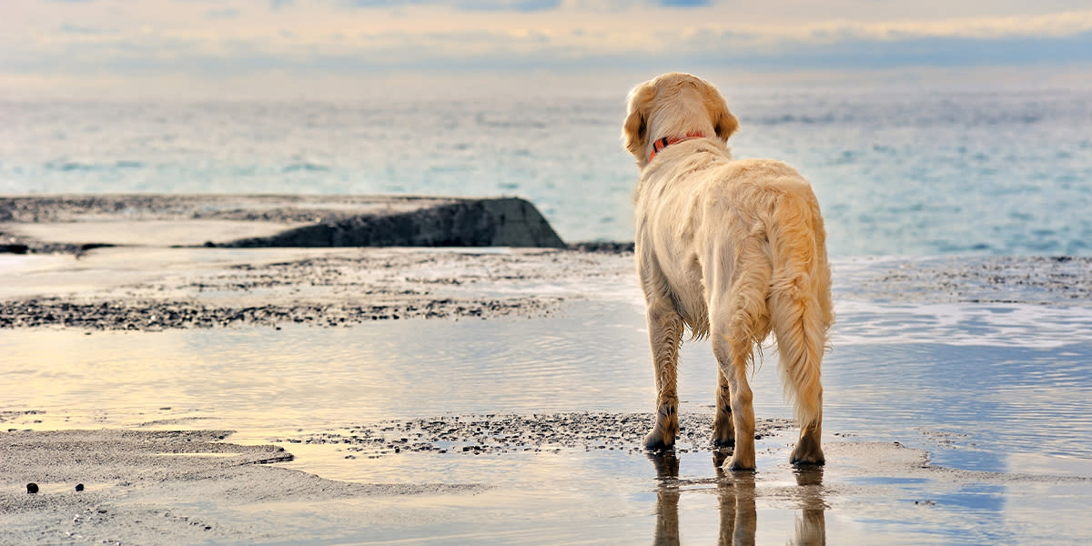 East Sussex - Dog at the beach