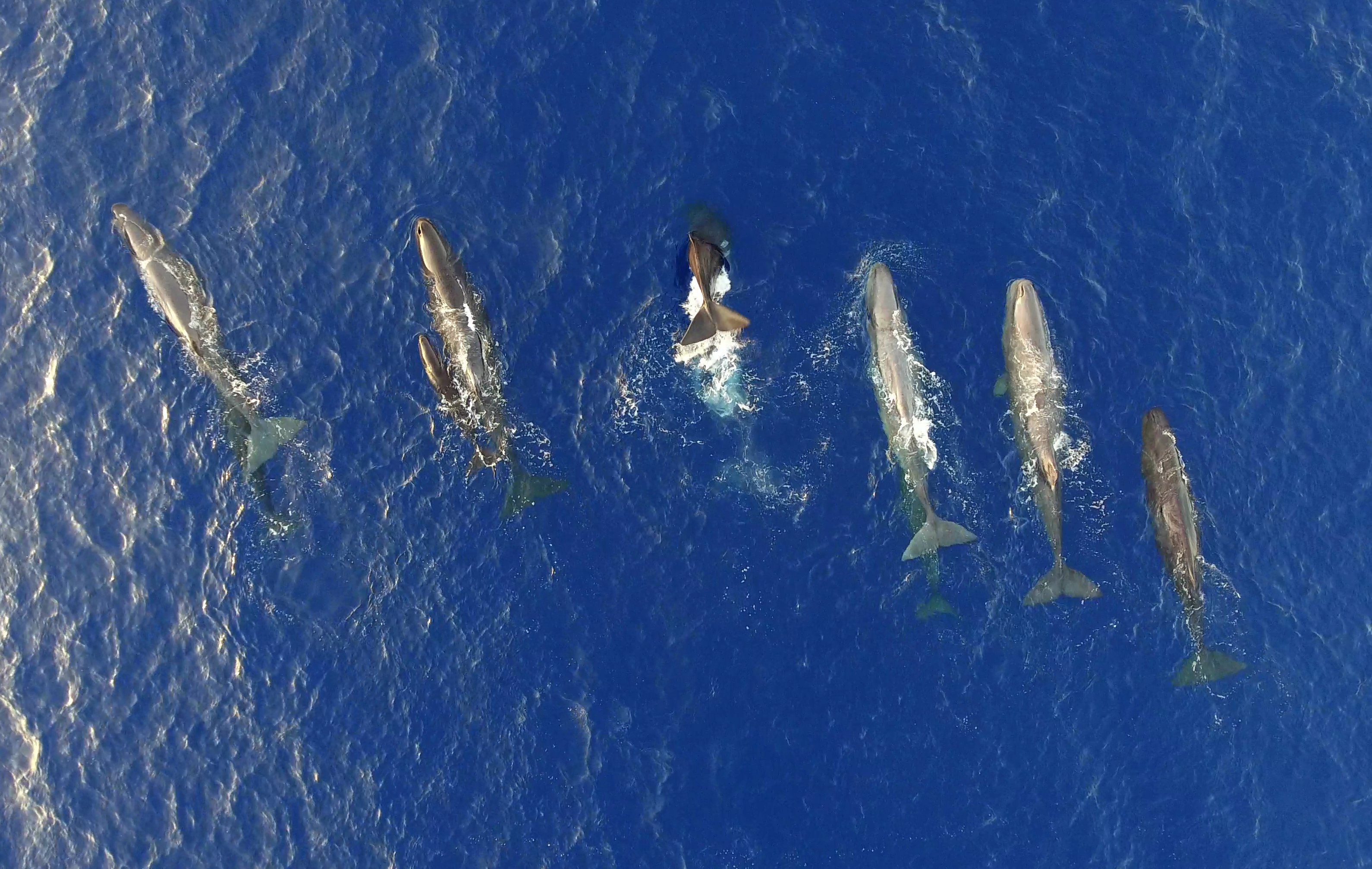 Drone picture sperm whale social unit - featured news article picture