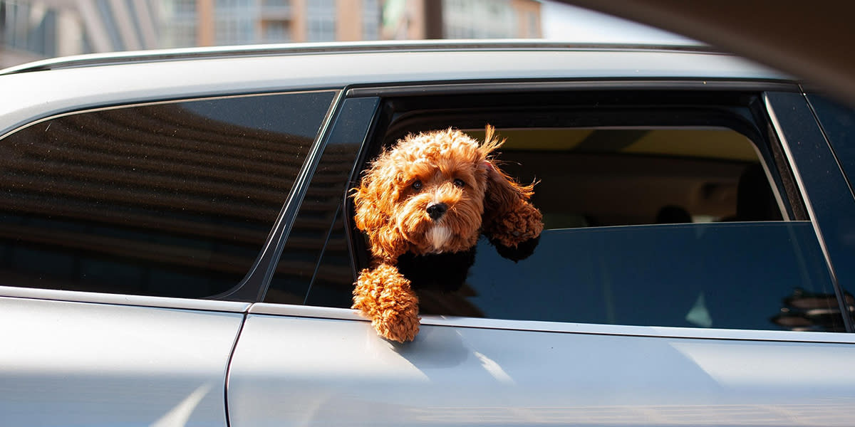 Dog in car
