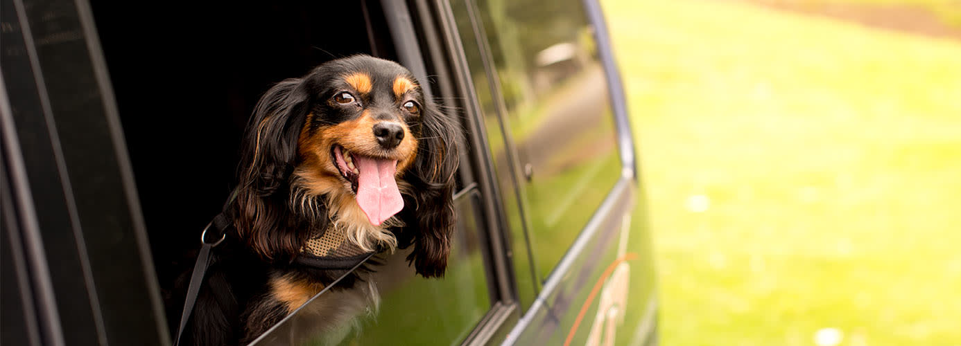 happy dog travelling in a car pet travel