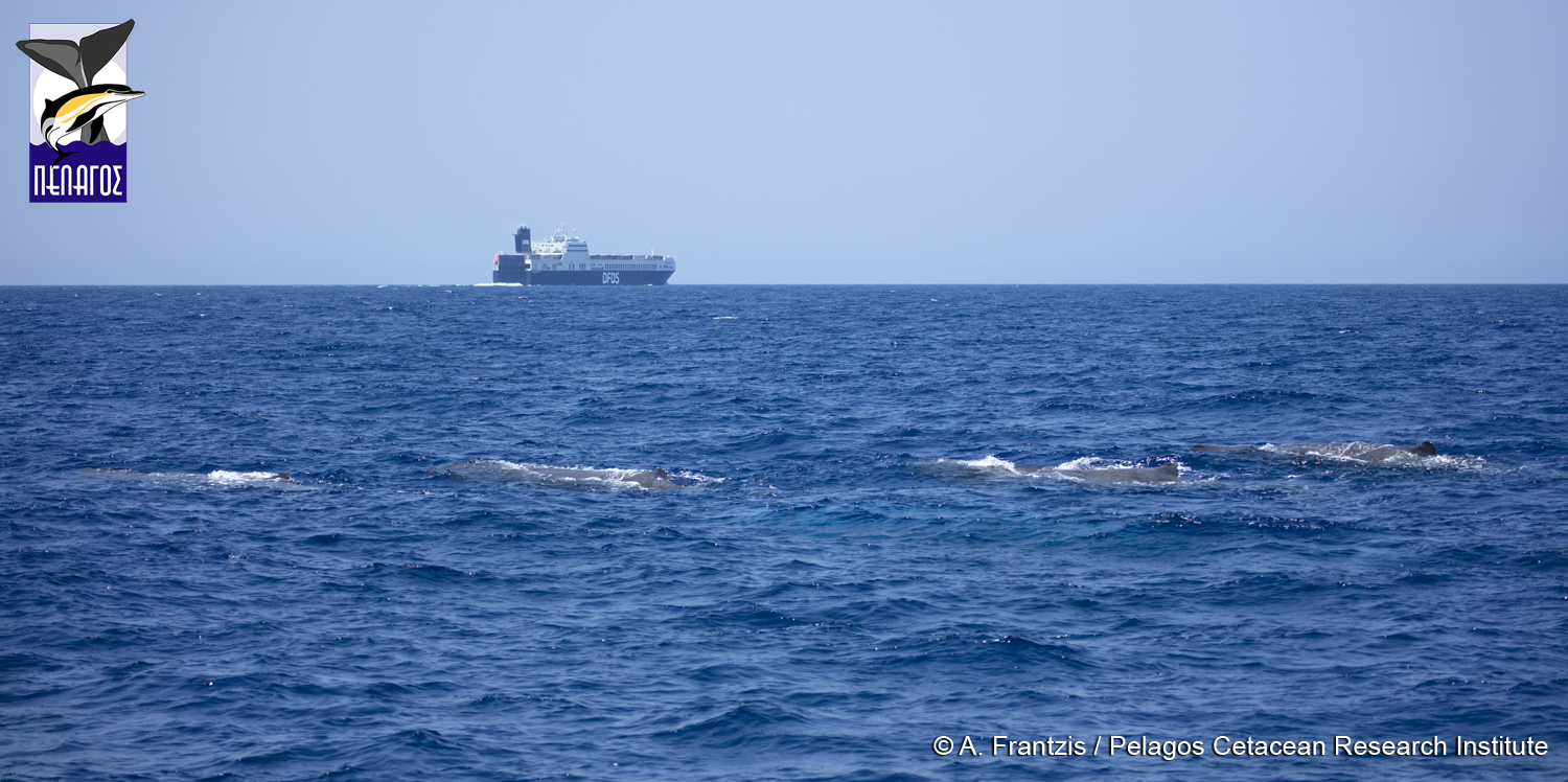 MF PERGAMON SEAWAYS IMG 5998 - news article picture