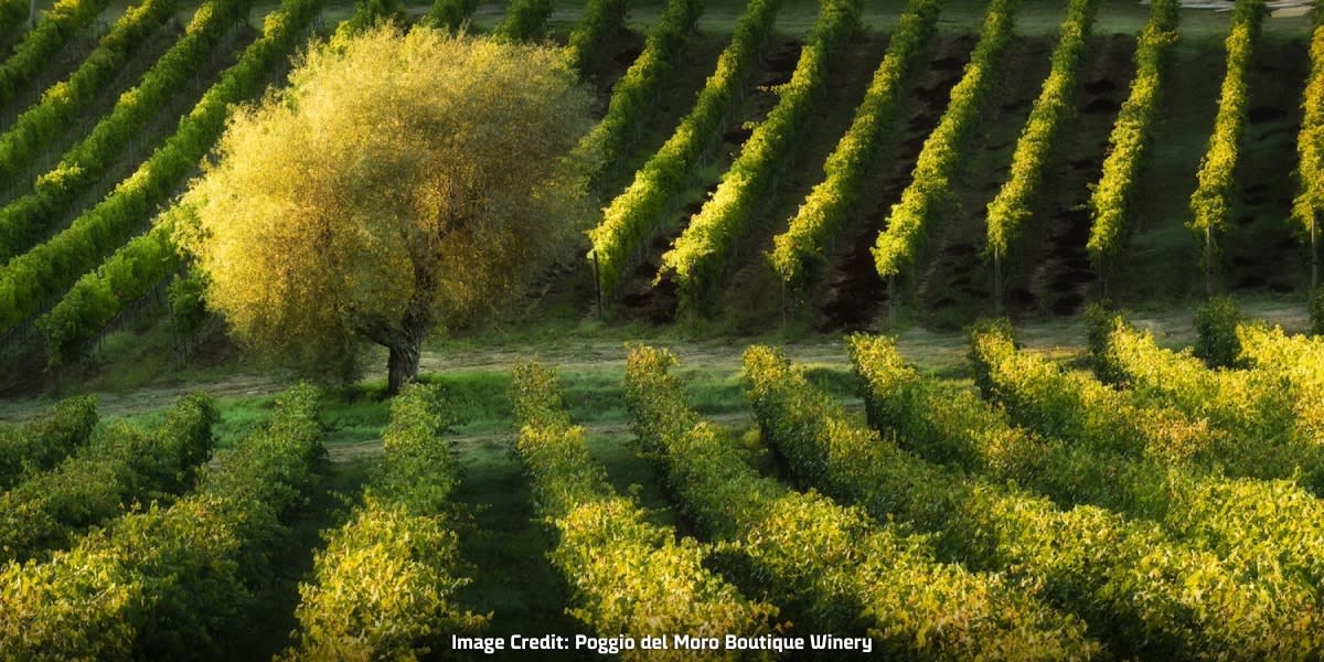 Tree sat in the vineyard at Poggio del Moro Boutique 