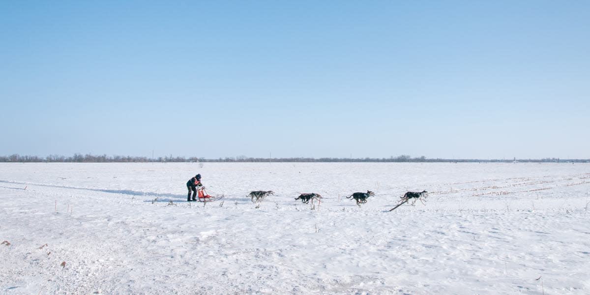 Dog sled