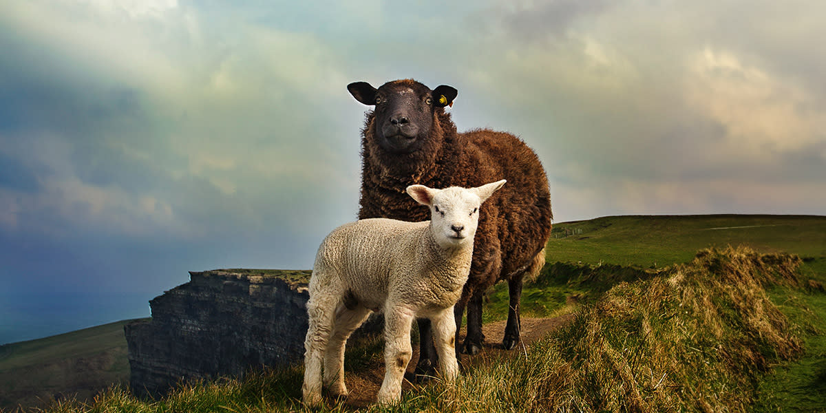 Sheep on the Cliffs Of Moher