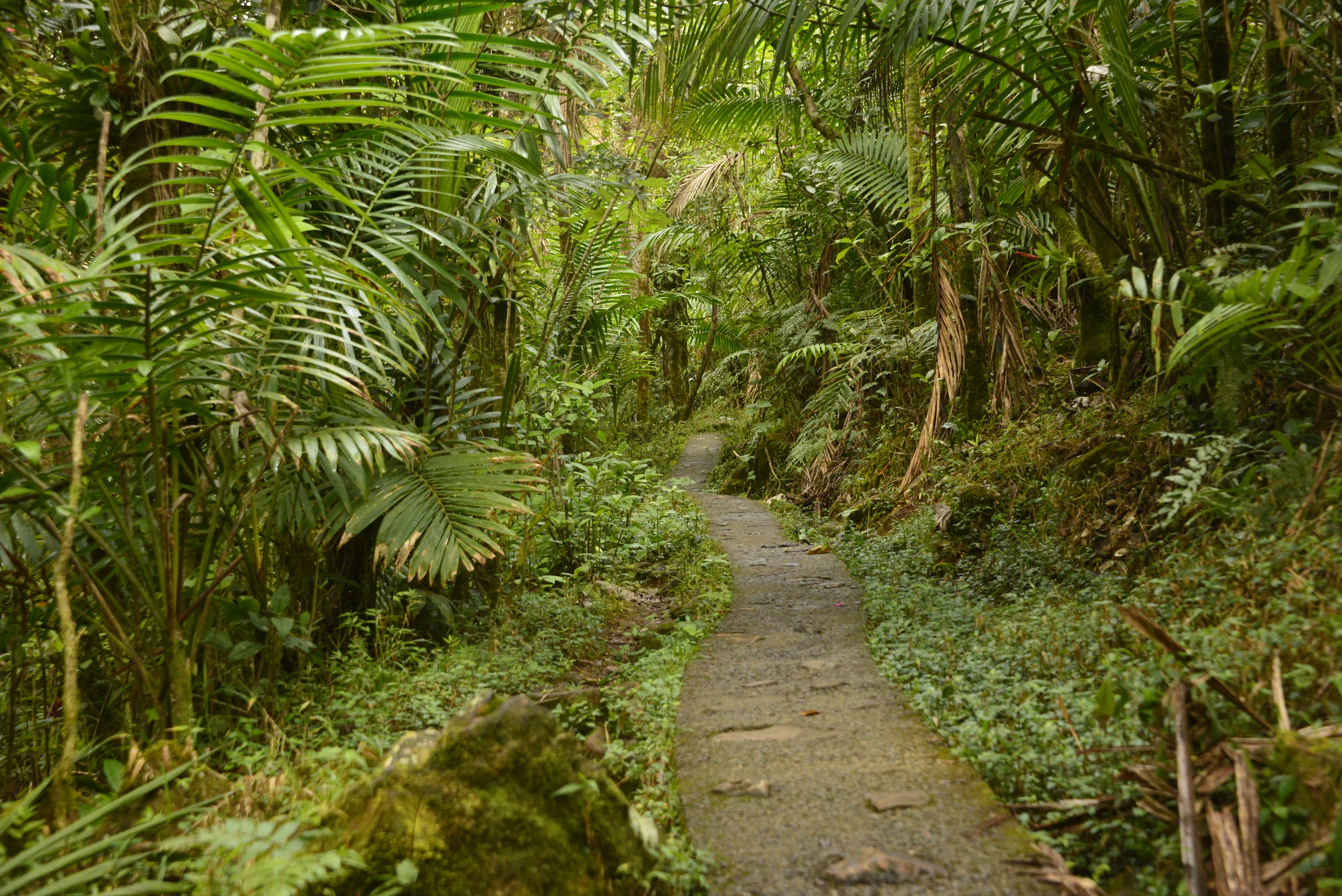 Vereda de piedra entre palmas y helechos del bosque.