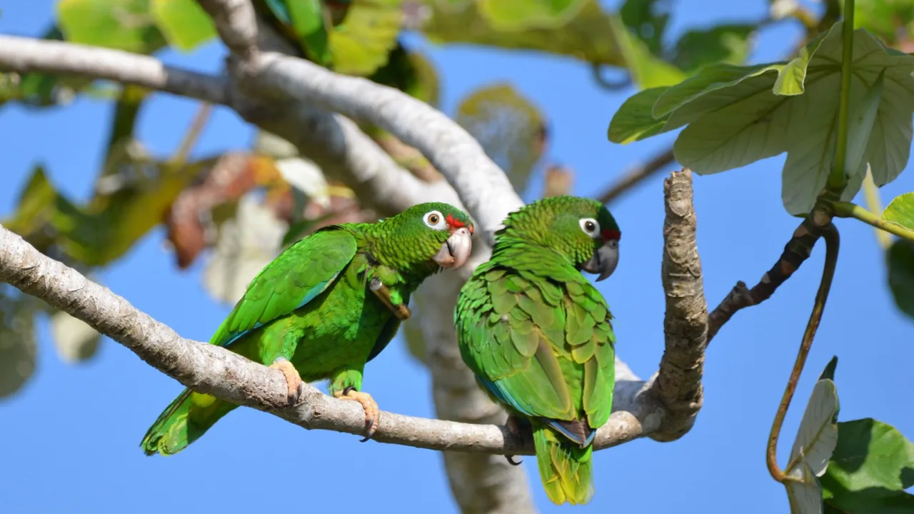 cotorra-puertorriquena-el-yunque
