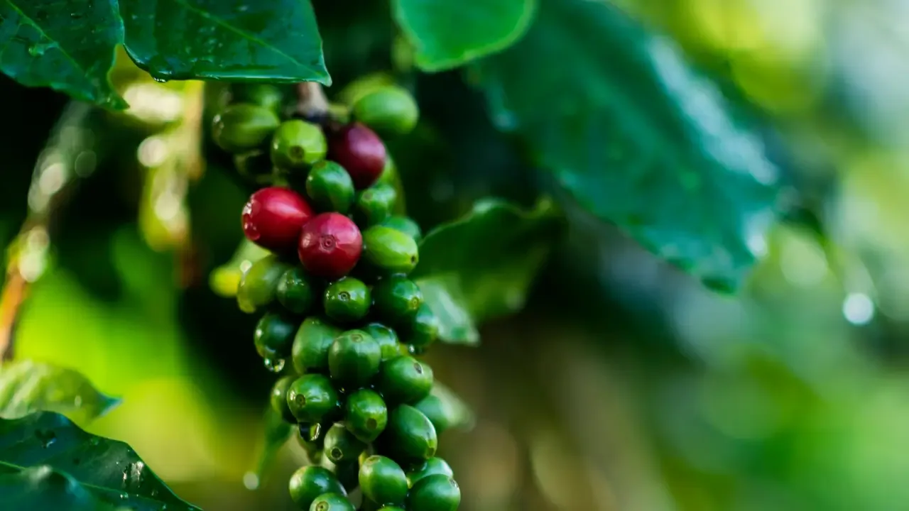 impulsan-marca-denominacion-de-origen-agricultura