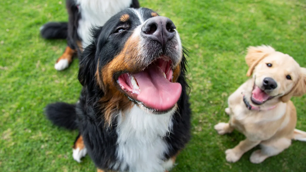 los-perros-pandemicos-tienden-a-tener-mas-problemas-de-comportamiento