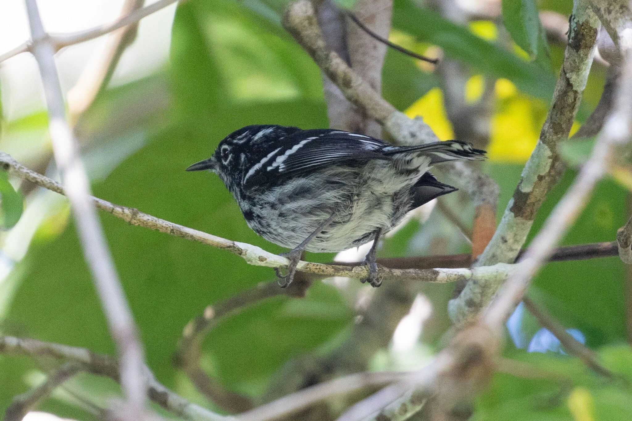 Una reinita de Bosque Enano, de plumaje negro y blanco, posada en una rama.