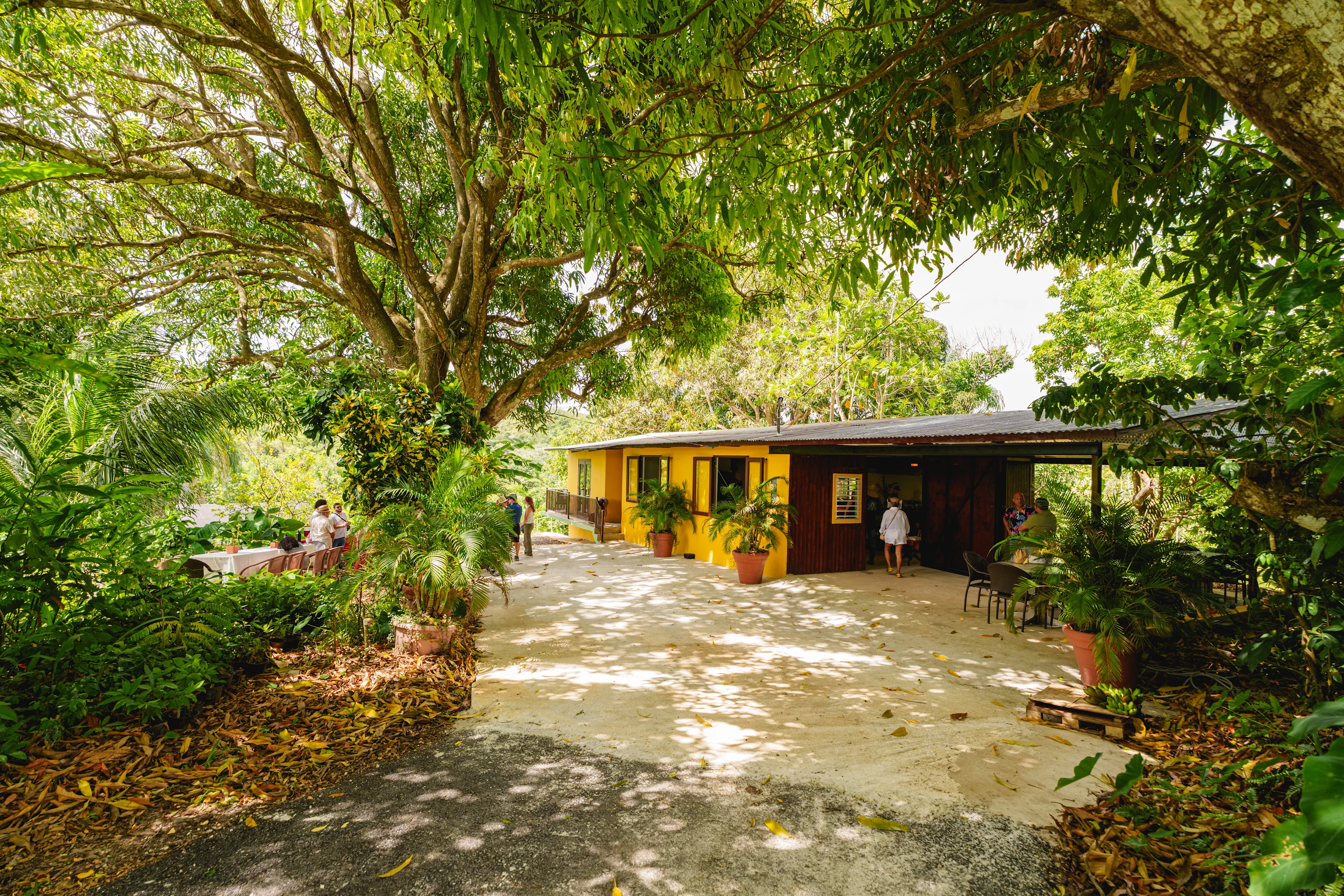 Patio exterior de casa con paredes amarillas y madera, rodeado de árboles frondosos y vegetación tropical abundante.
Foto por: Robert Alvarez (suministrada por Mimosa)