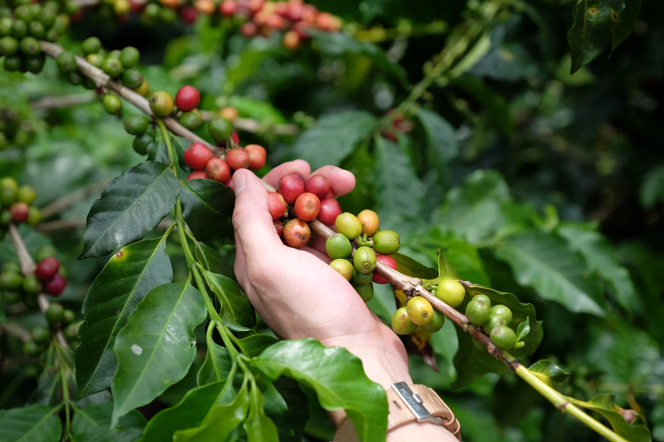 experiencias-cafetaleras-en-puerto-rico