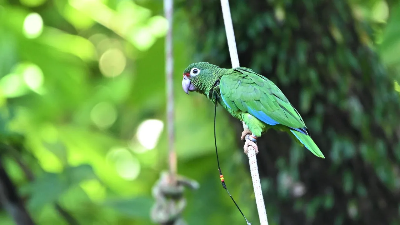 record-de-nidos-de-cotorras-puertorriquenas-en-el-bosque-estatal-de-rio-abajo