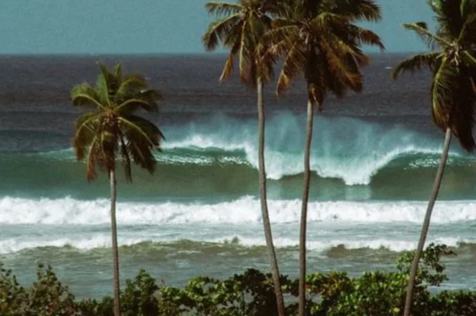Tres Palmas