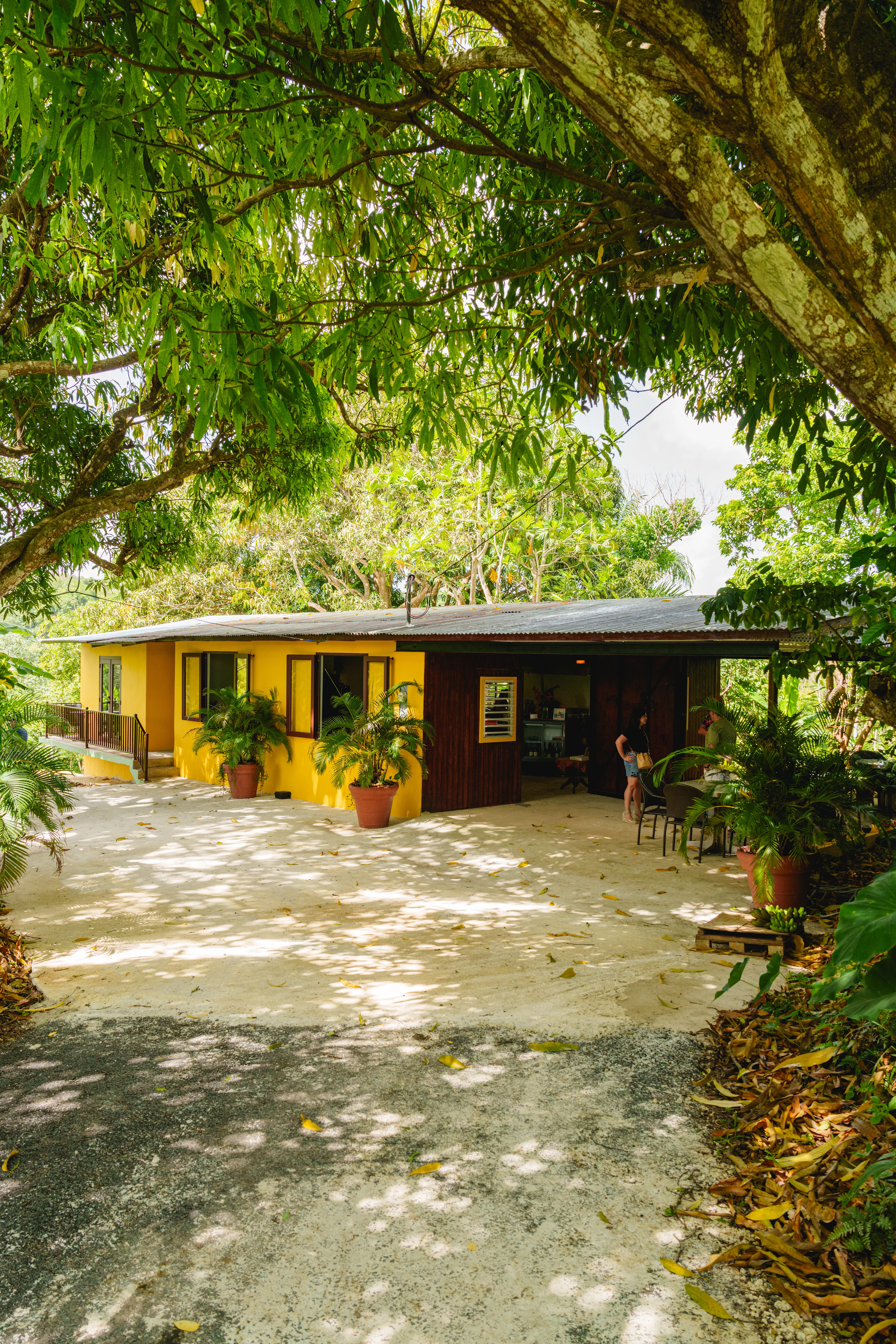 Casa amarilla con techo de zinc rodeada de vegetación tropical y árboles frondosos en finca Rancho Feliz en San Sebastián.