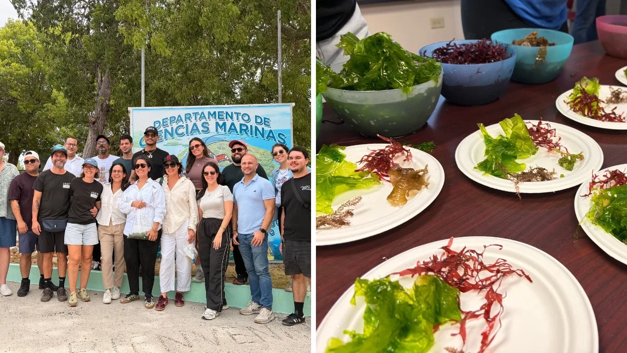 Nace una alianza que lleva las algas marinas boricuas a las cocinas de los chefs