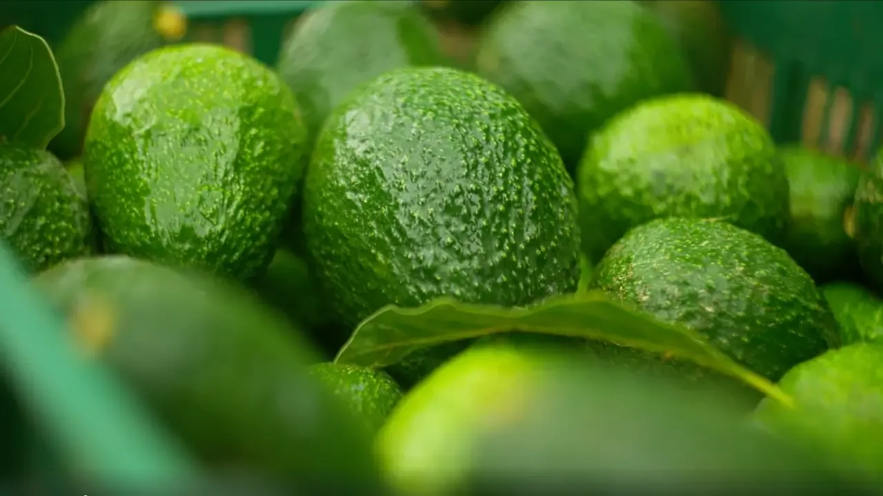 produccion-aguacate-agricultura-puerto-rico