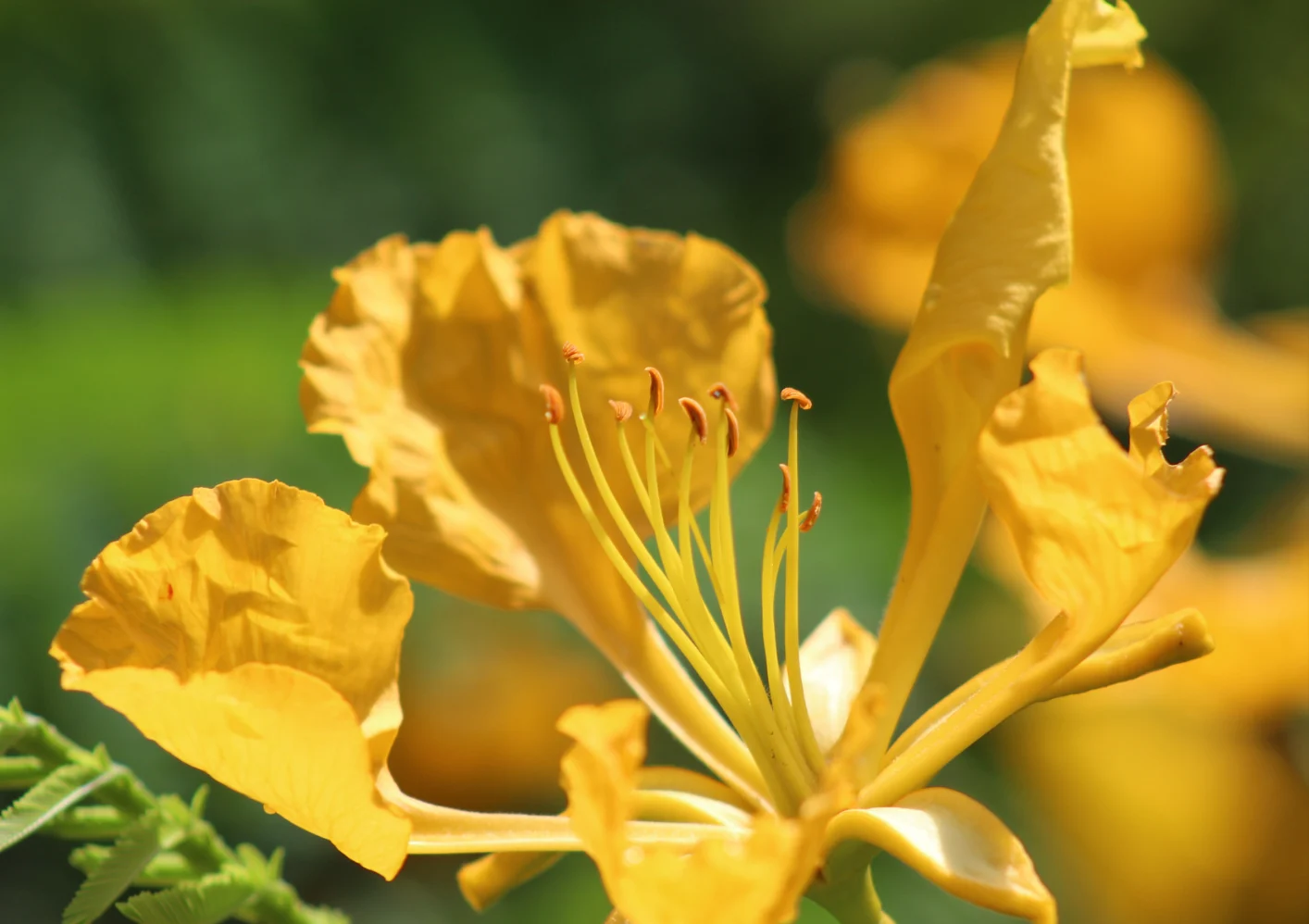 Jardin-Botanico-2.png