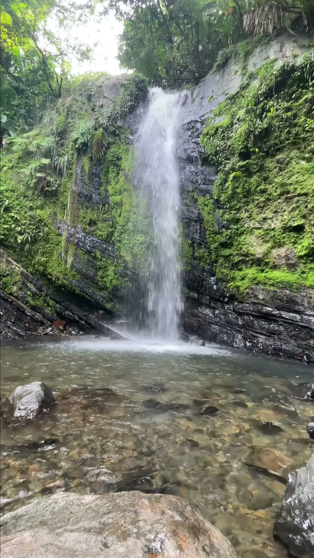 Primer cuadro del video vertical de la portada ‘La evolución de El Yunque’. Crédito: Getty Images.
