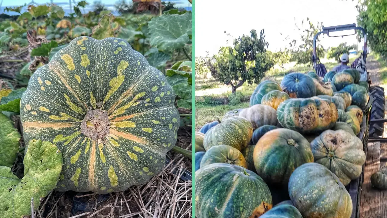 produccion-calabaza-puerto-rico